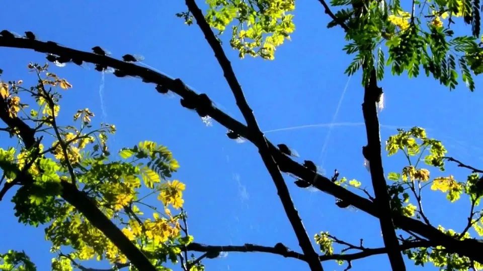 厦大群蝉集体撒尿如下雨,经过还要打伞,小小的蝉尿量如此惊人