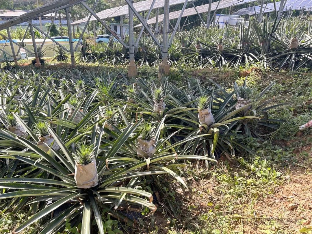 凤梨,黄皮,菠萝蜜……鹤山时令水果抢"鲜"上市!快来解锁夏日新口味!