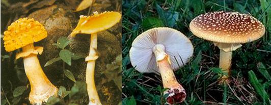 黄赭鹅膏菌amanita flavorubescens有剧毒,对蝇类毒杀作用也很明显.