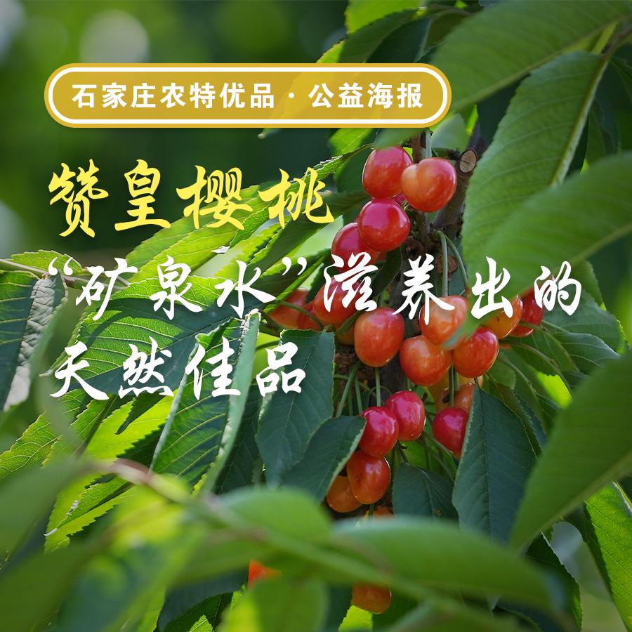 石家庄农特优品·公益海报丨赞皇樱桃:"矿泉水"滋养出的天然佳品