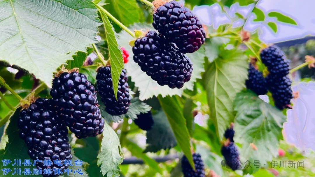 伊川吕店:树莓种植 趣味研学 "莓"力 1