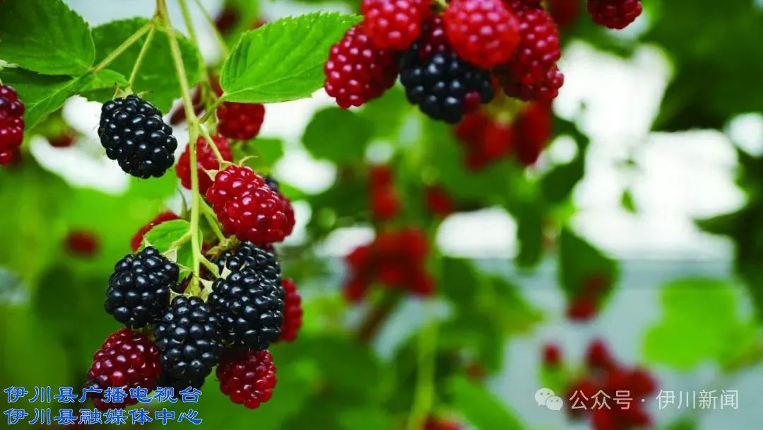 伊川吕店:树莓种植 趣味研学 "莓"力 1