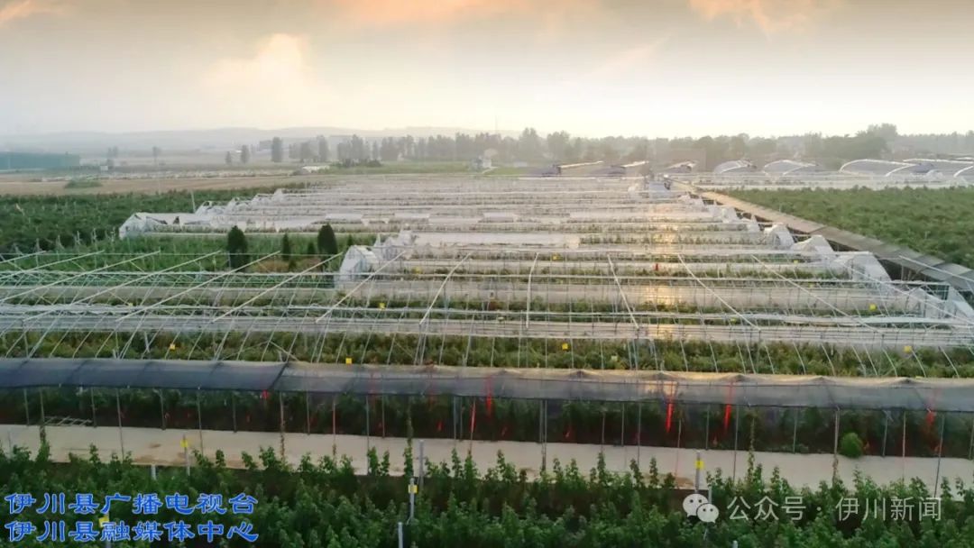 伊川吕店:树莓种植 趣味研学 "莓"力 1