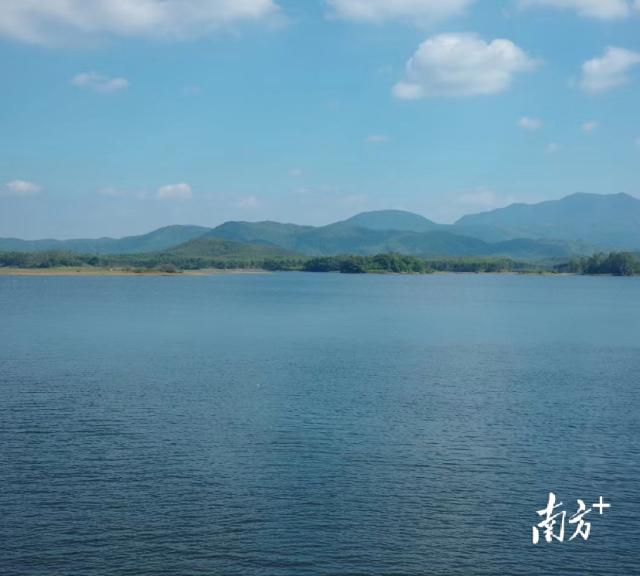 移民村飘出咖啡香!海丰平东种出"汕尾咖啡"