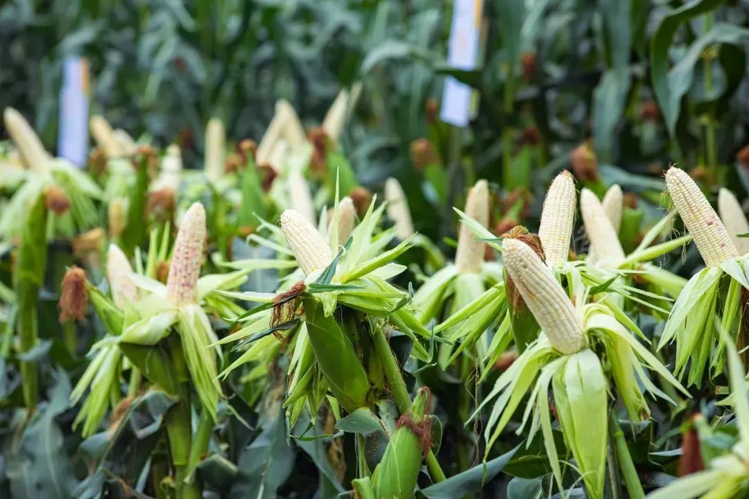 中国(武清)北方鲜食玉米大会开幕!400余个品种亮相