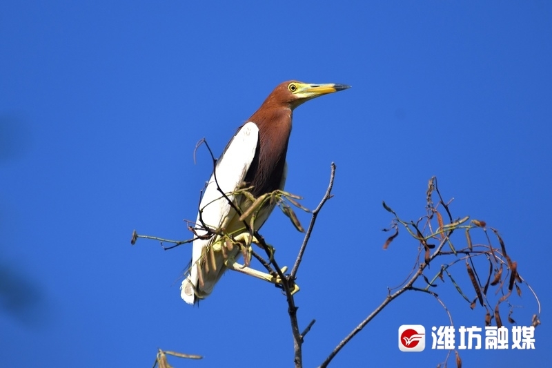 是鹈形目鹭科池鹭属鸟类,俗名红毛鹭,红头鹭鸶,沙鹭等,常单独或成小群