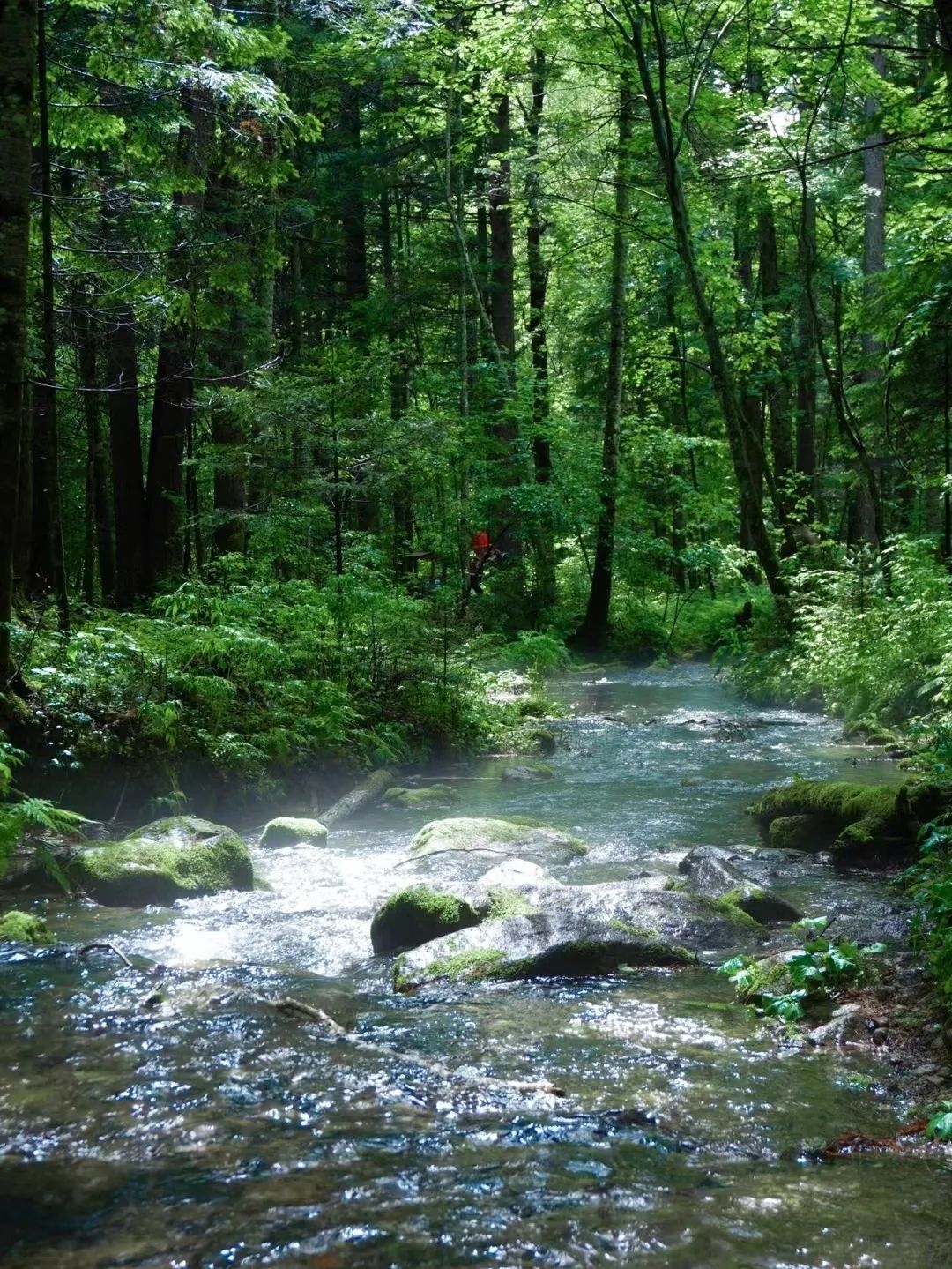 夏季均温20℃,挖到宝藏避暑地,漫山林海小鹿的夏天