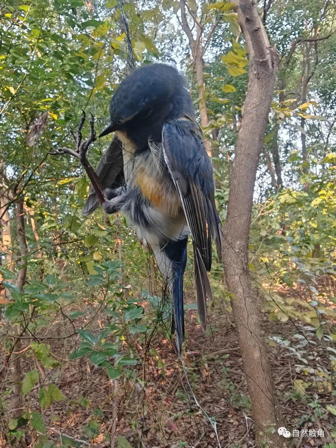 偷猎鸟图片