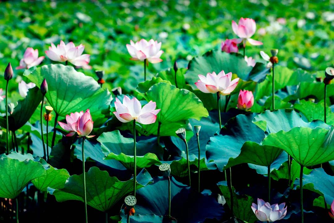 【乐游】打卡古诗词里的同款夏日美景!点位来啦