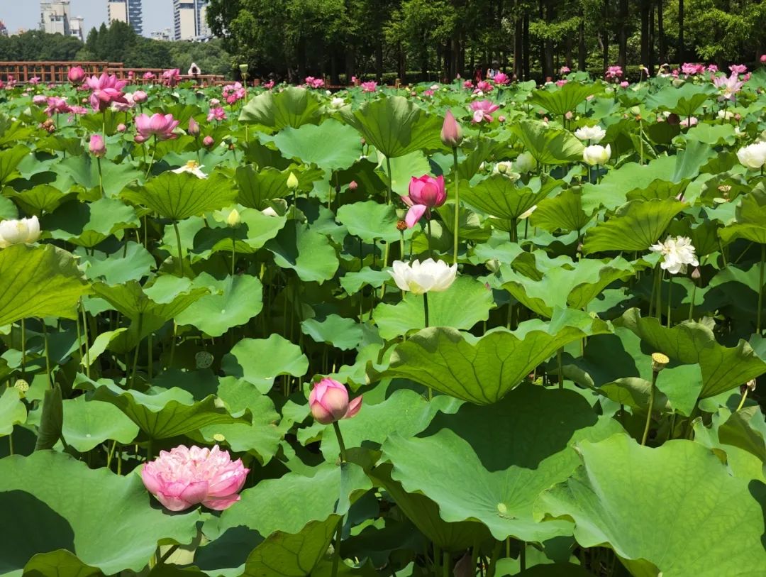 【乐游】打卡古诗词里的同款夏日美景!点位来啦