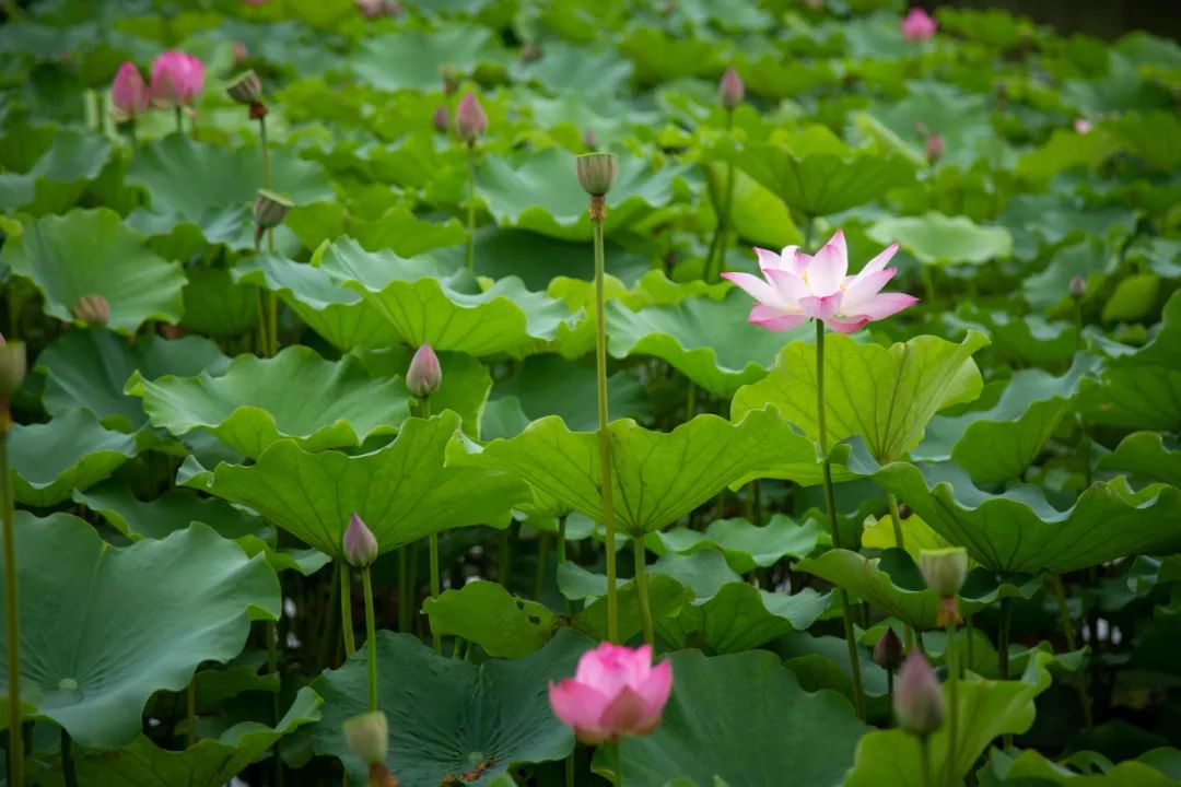 【乐游】打卡古诗词里的同款夏日美景!点位来啦