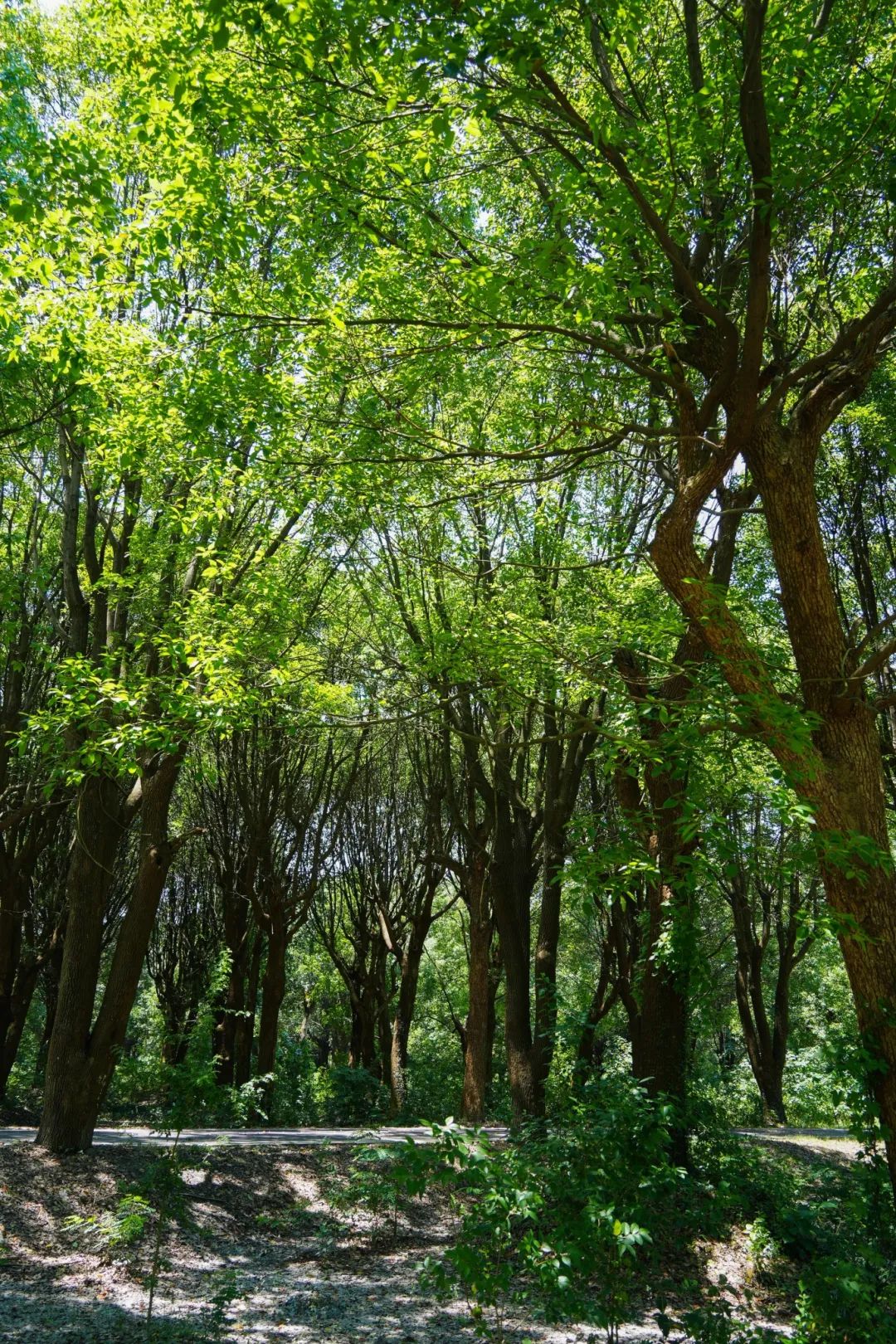 阳光透过树梢树木挺拔,树叶繁茂漫步在刘夏路上"上海市森林乡村"的