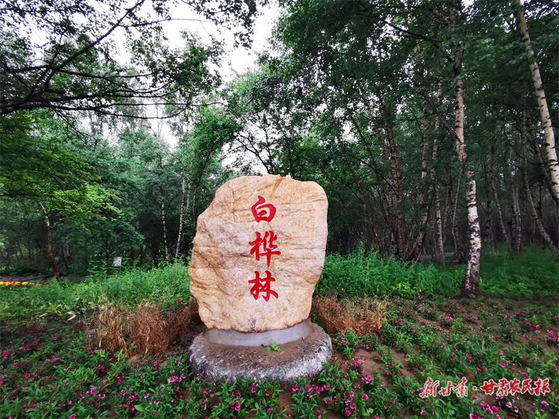 总有一个夏天,要留给康乐那片白桦林