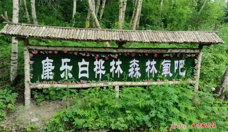 康乐县白桦林景区不仅有原始的自然生态风光,还打造了景观湖,步道凉亭
