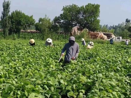 出发前,想的是"锄禾日当午,汗滴禾下土"场景,心里着实有些担忧.