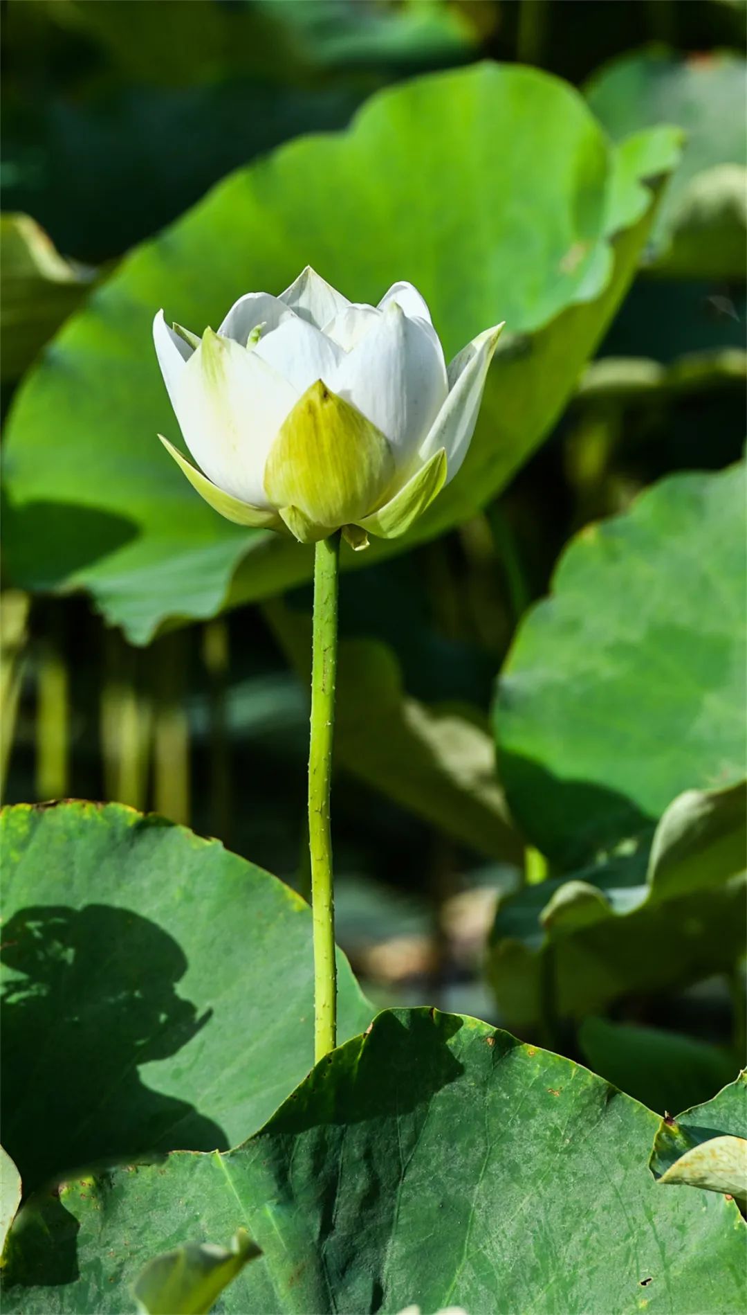 夏日敦煌 盛夏党河风情线景色宜人