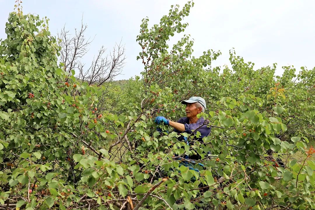 上乘的珍珠油杏种植嫁接项目,对野山杏树进行改造嫁接和自然灾害防治