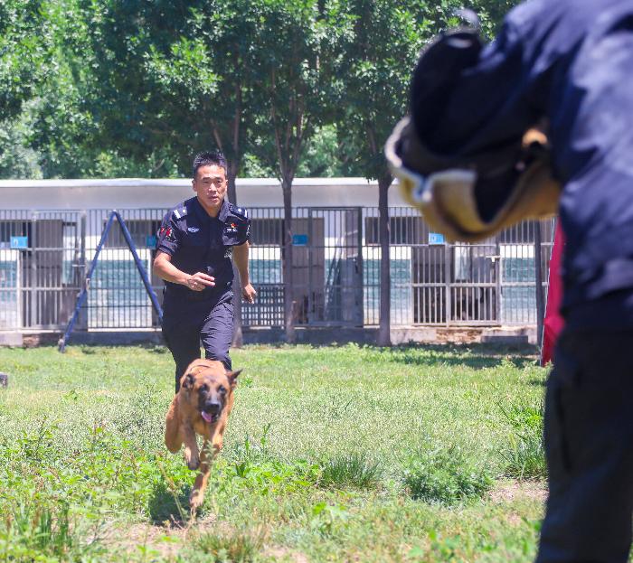 北京市警犬基地的队长图片