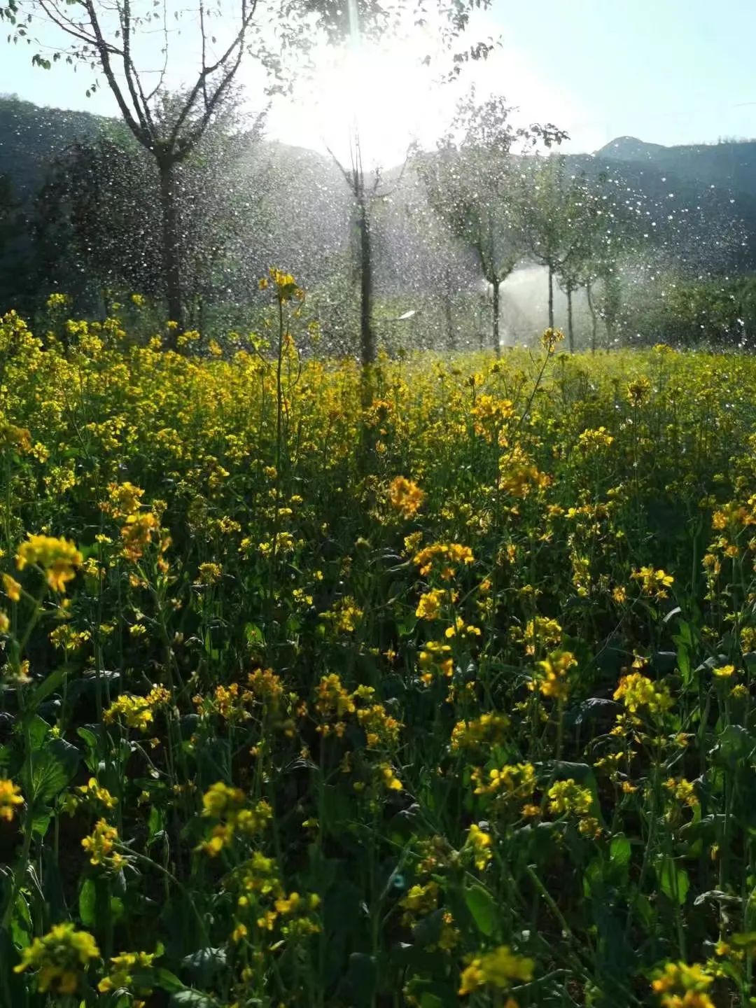 壁纸 成片种植 风景 花 植物 种植基地 桌面 1080_1440 竖版 竖屏
