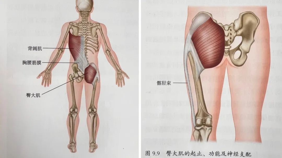 臀大肌松解手法图片