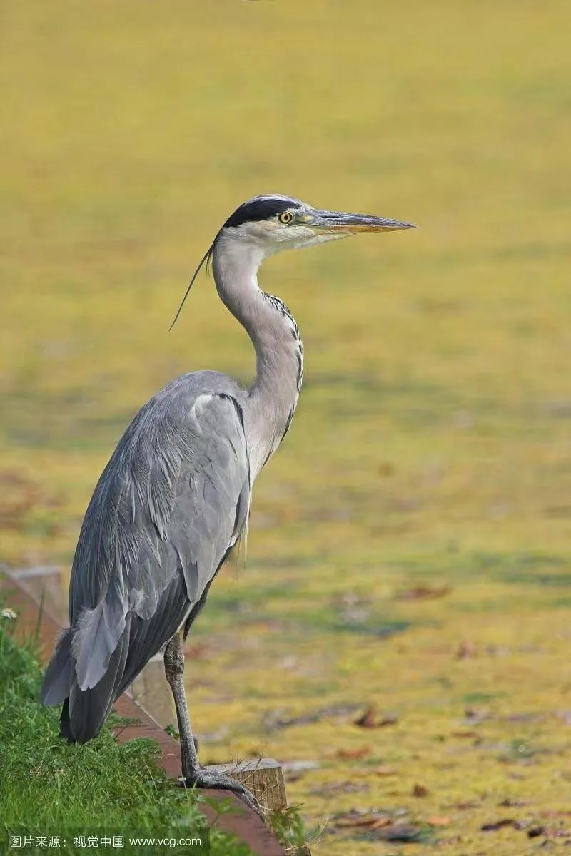 【三江之源 动物乐园】之苍鹭