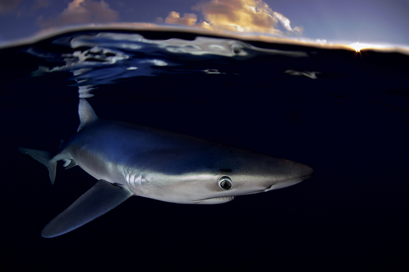 [1]别看鲨鱼长得威风又霸气,它们实际上是一类软骨鱼类鲨