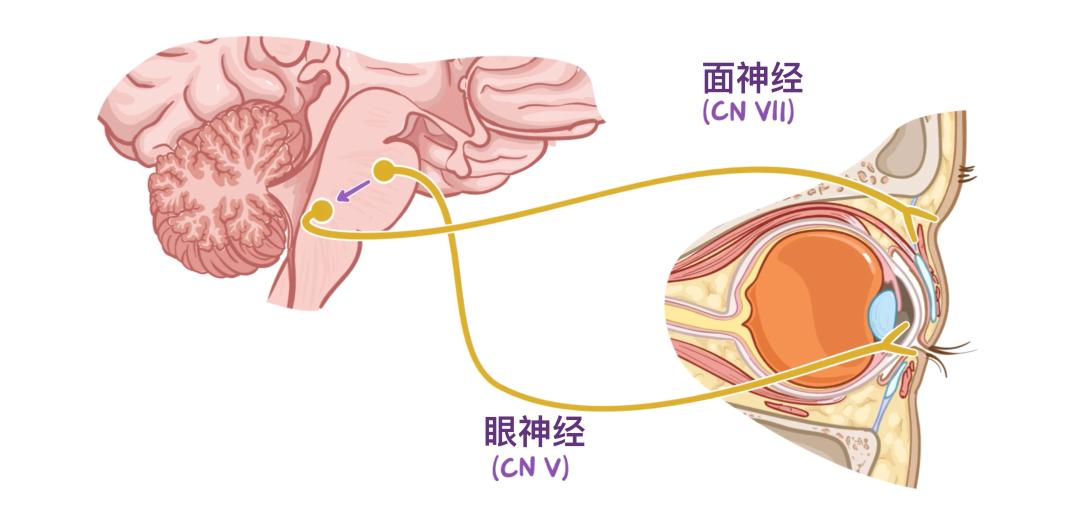 医学科普 | 认识我们的器官——眼睛篇