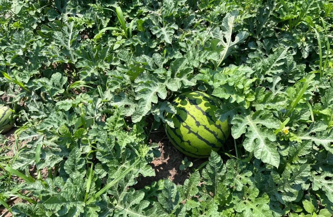 【美丽长岭 乡村振兴】朱艳辉西瓜种出"甜日子"