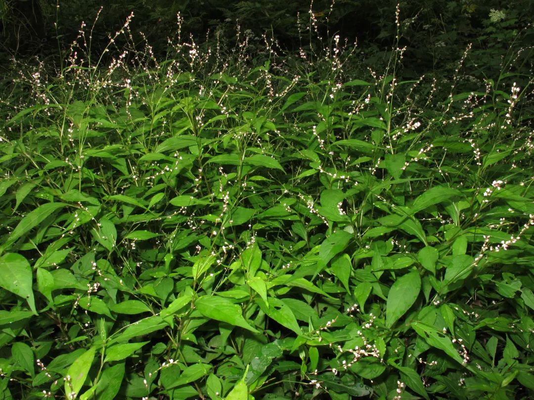探秘!长白山植物千"种"风情~丛枝蓼