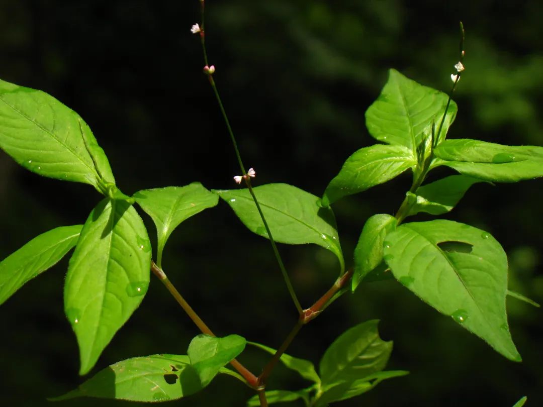 探秘!长白山植物千"种"风情~丛枝蓼