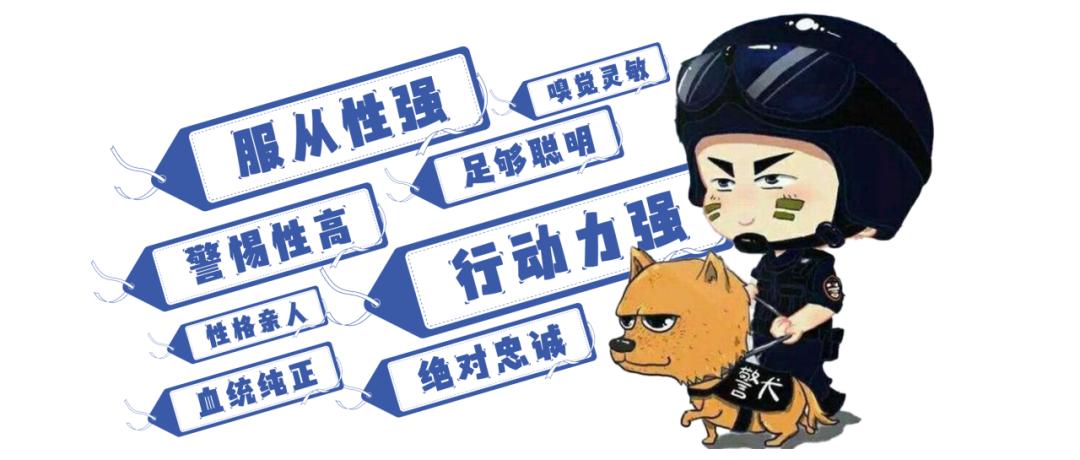 公安局官宣:警犬队的卷王是它们