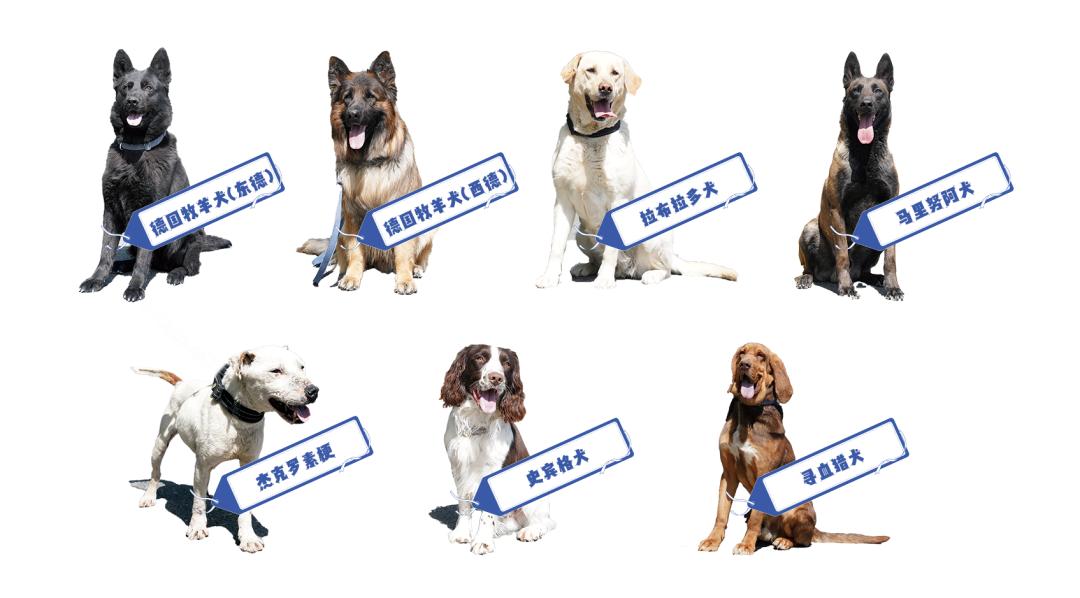 警犬的品种主要有一般来说需要具备以下"素质"一只合格的警犬都不是"
