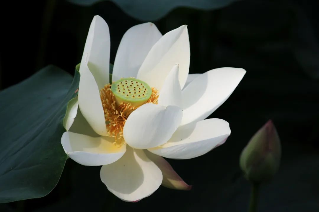 红碧相间的马蹄湖荷花或一枝独秀或并蒂而开或三五竞艳一眼望去美不胜