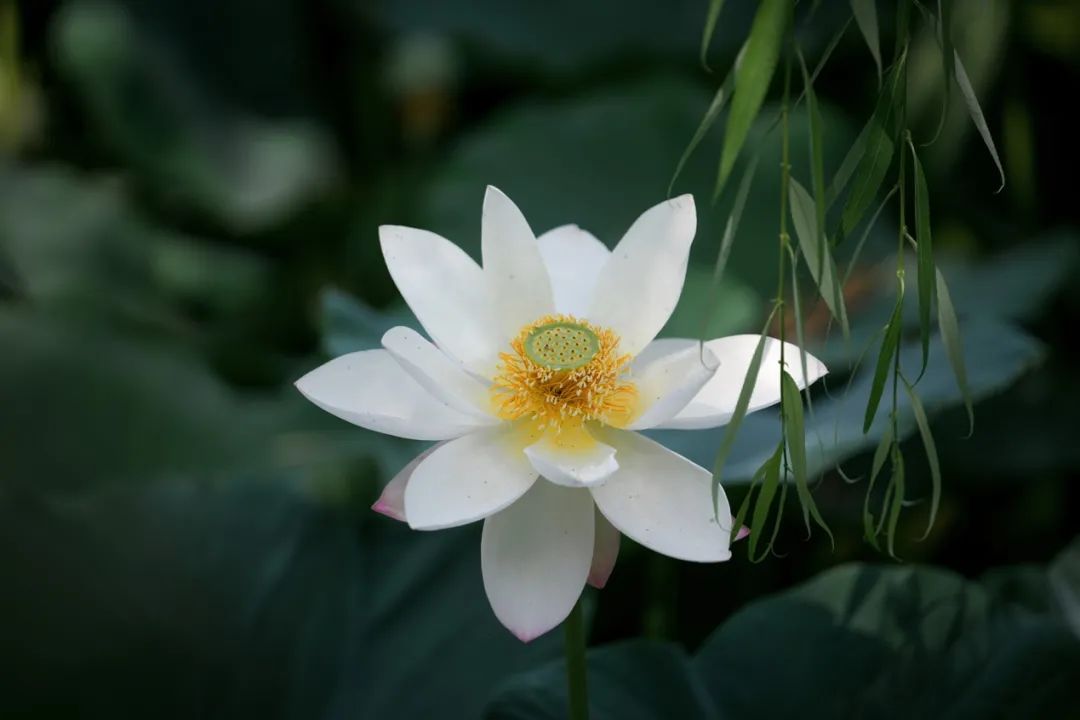 红碧相间的马蹄湖荷花或一枝独秀或并蒂而开或三五竞艳一眼望去美不胜