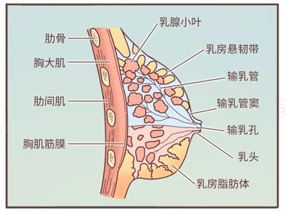 脂肪,乳腺,皮肤胸部从内到外依次是从解剖结构上来说到底是啥腋下凸出