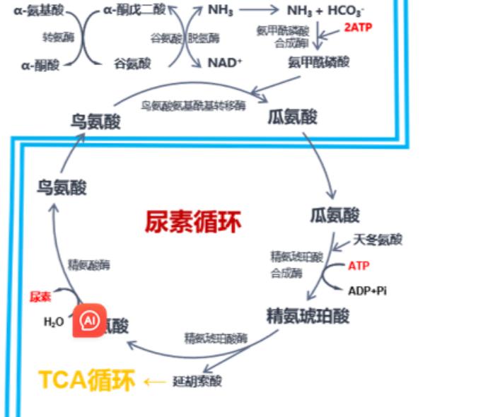 尿素液工作原理图图片