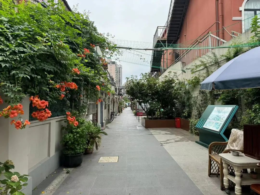 茄子,黄瓜,番茄……恒丰里"弄堂果园"迎丰收!家门口体验"农家乐"