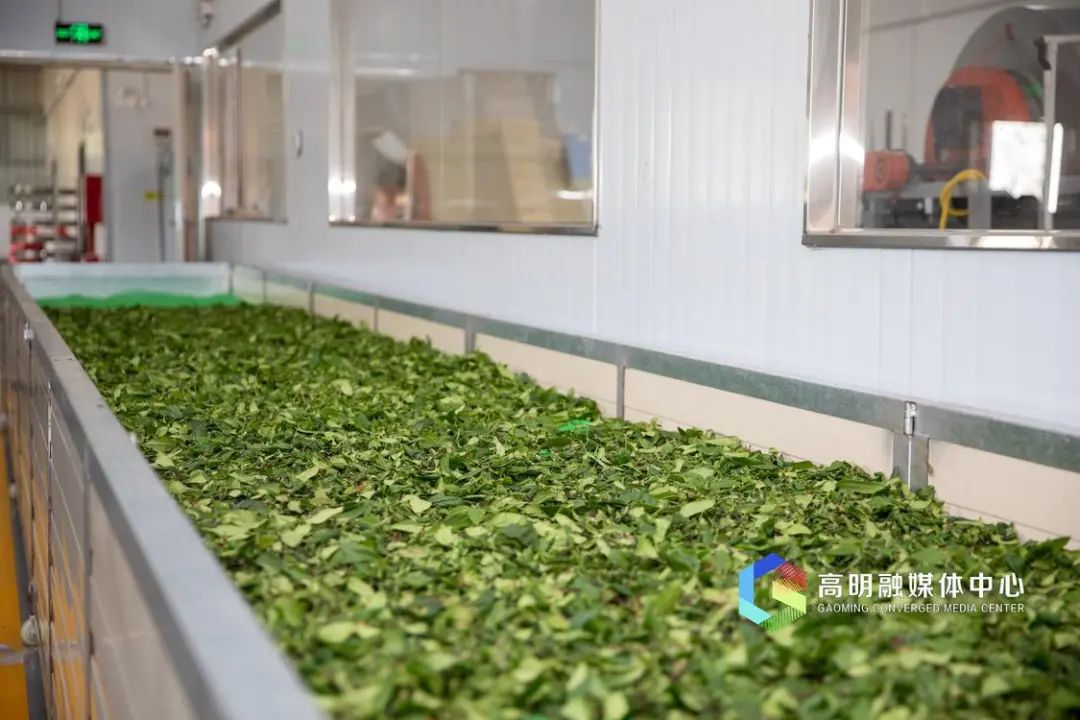 村集体收入增长近60%!佛山这个茶叶村"出圈"了