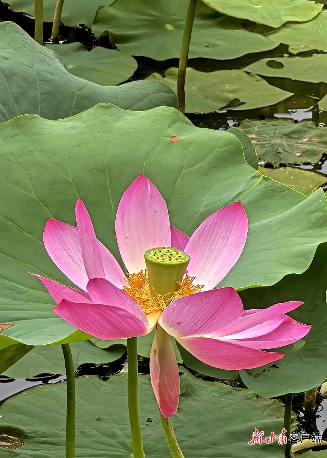 映日荷花 形态图片