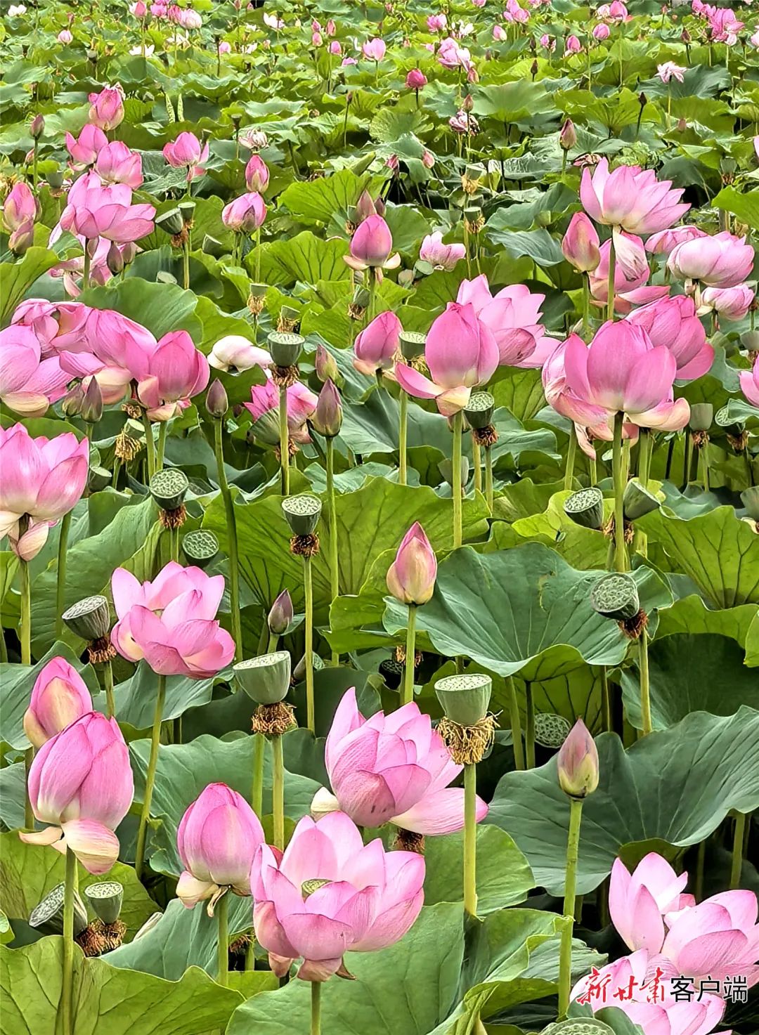 映日荷花别样红图片图片