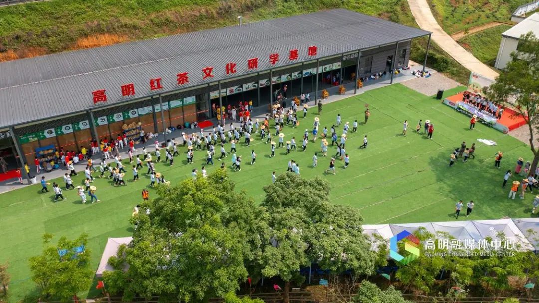 高明这个茶叶村太厉害了