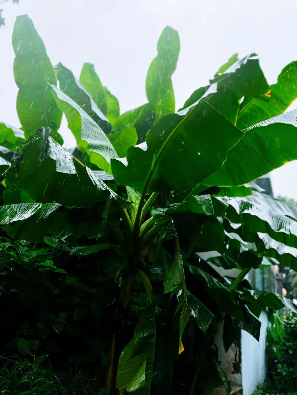 细听雨打芭蕉,一同去寻蓬勃新绿