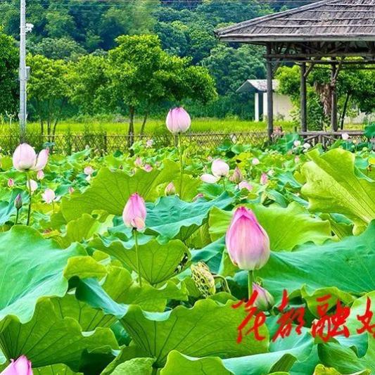 东西部协作看花都 如临仙境花都荷花