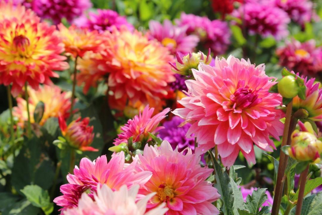 浪漫又美丽!这个周末来赛罕赴一场夏日花海盛宴吧