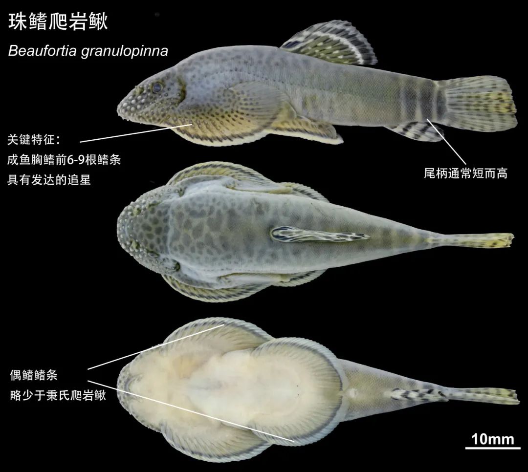 上海海洋大学唐文乔教授研究团队发现两稀有鱼类新物种