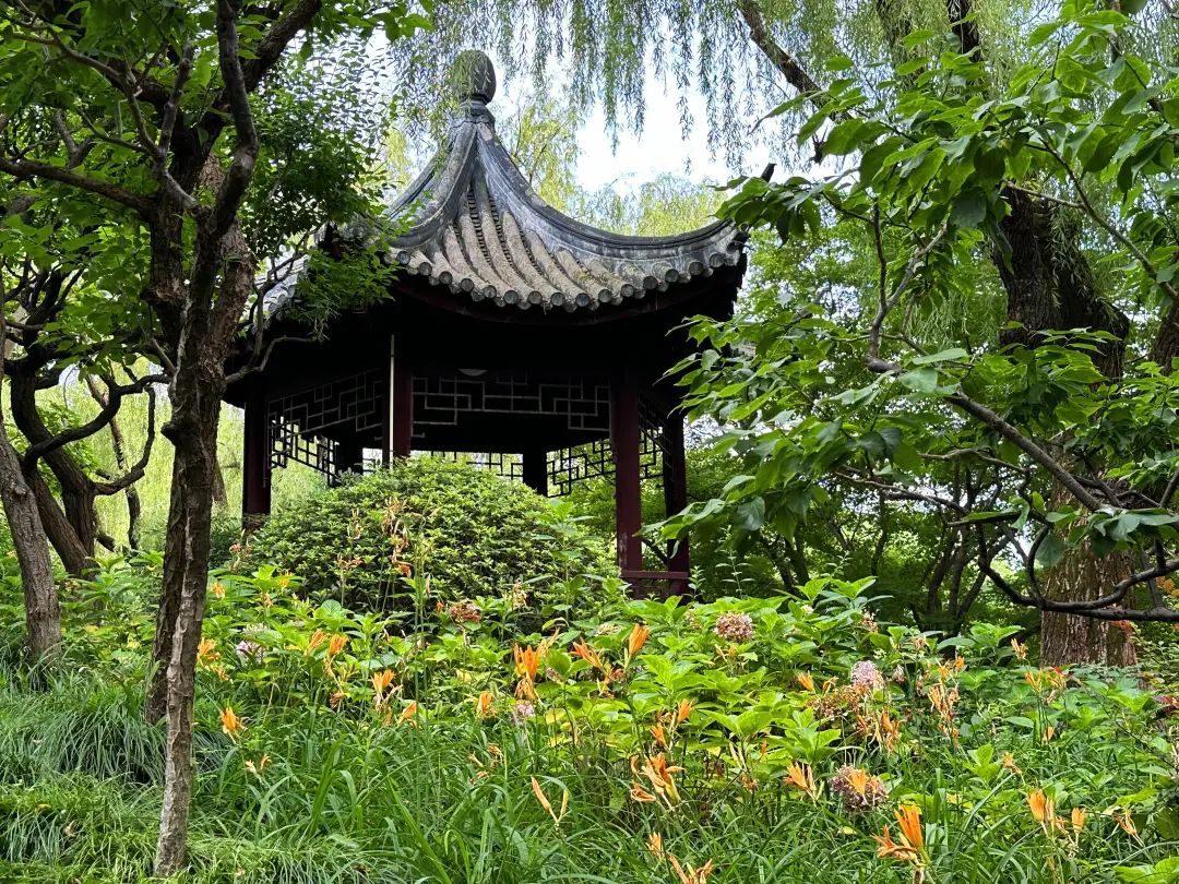闵行有处秘境!金黄色花海等你来邂逅