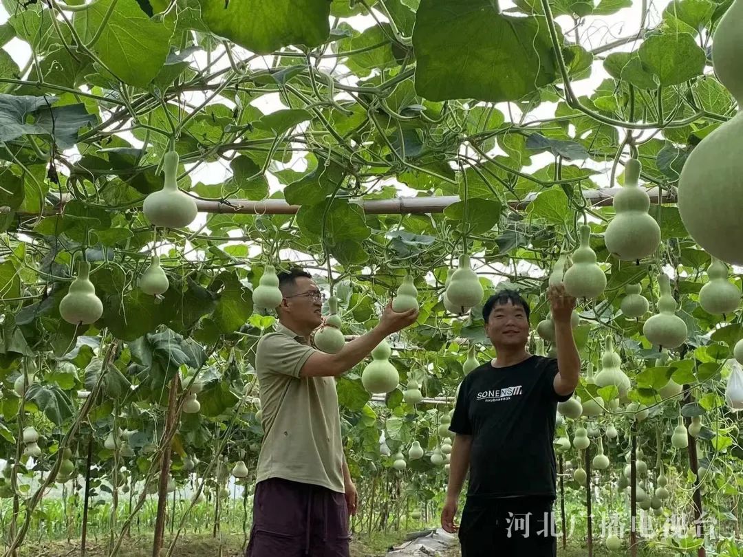 今年已经是刘猛种植葫芦的第8个年头了,依靠多年的经验,他的葫芦长势