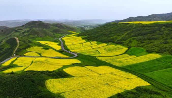 古辣油菜花图片