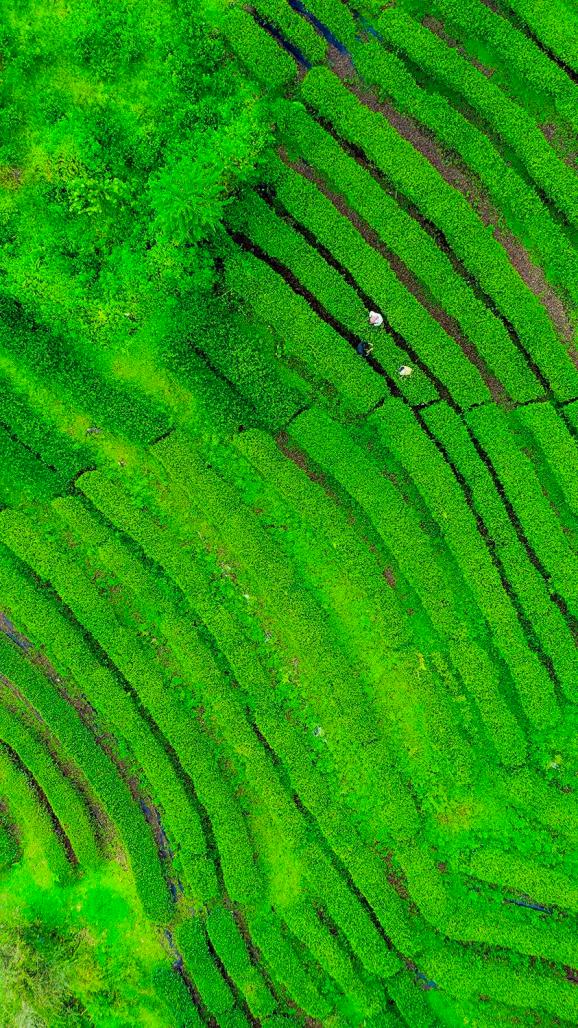 墨脱,我愿称之为绿色系壁纸的神!