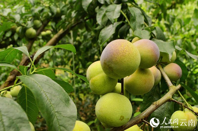 半边红李"红满天" ,云南绥江李子飘香采销忙
